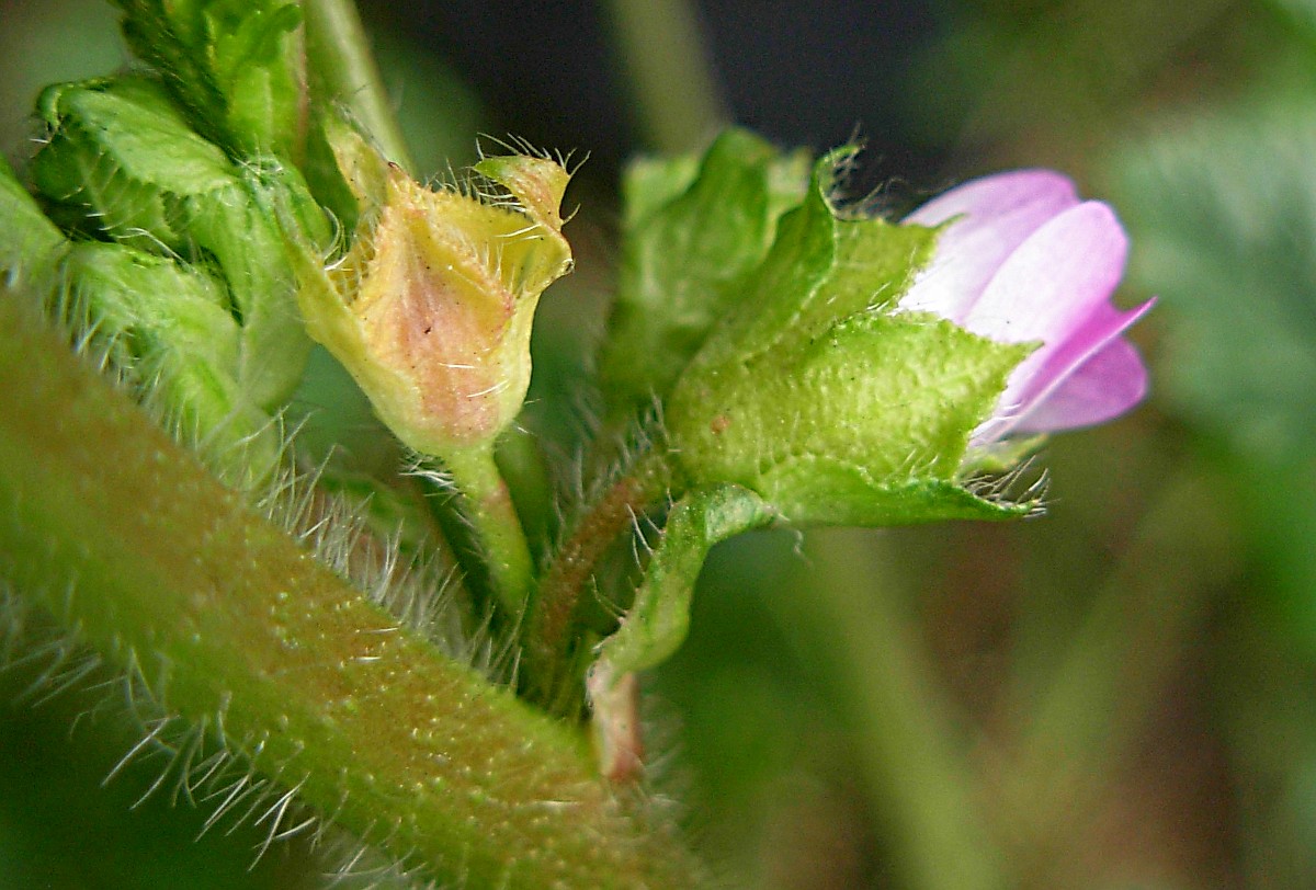 Malva nicaeensis All.